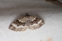 Epirrhoe alternata