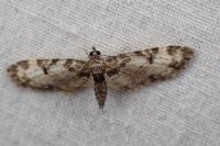 Eupithecia irriguata