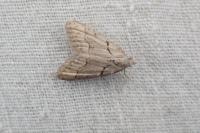 Nola thymula thymula