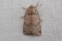 Spudaea ruticilla