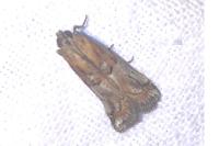 Pempelia