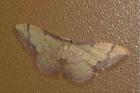 Idaea ostrinaria