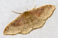 Idaea degeneraria