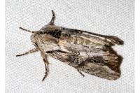 Egira conspicillaris