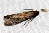 Ephestia woodiella/parasitella/elutella