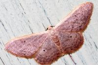 Idaea distinctaria