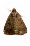 Nodaria nodosalis