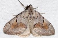 Pennithera ulicata