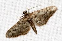 Gymnoscelis rufifasciata