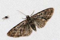 Eupithecia abbreviata