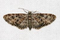 Eupithecia dodoneata