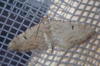 Eupithecia indigata