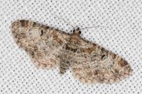Eupithecia laquaearia
