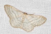 Idaea subsericeata