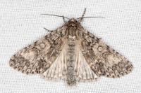 Acronicta megacephala