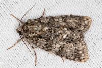 Acronicta rumicis