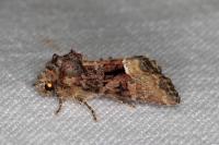 Oligia