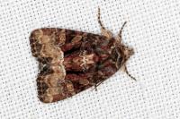 Oligia