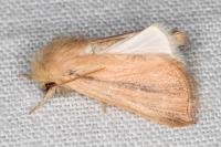 Sesamia cretica