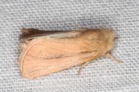 Sesamia cretica
