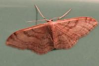 Idaea degeneraria