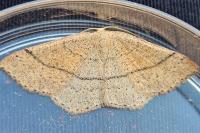 Cyclophora suppunctaria