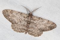Hypomecis punctinalis