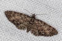 Eupithecia cocciferata