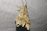 Macaria alternata