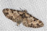 Eupithecia irriguata