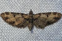 Eupithecia irriguata