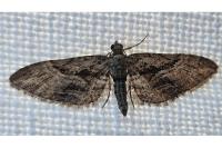 Eupithecia oxycedrata