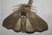 Calliteara pudibunda