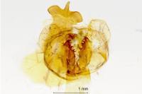 Calliteara pudibunda