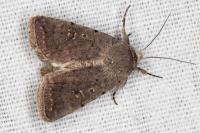 Caradrina flavirena/noctivaga