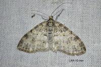 Lobophora halterata
