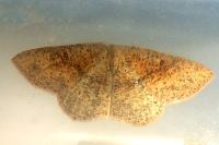 Cyclophora porata