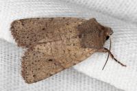 Spudaea ruticilla