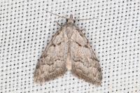 Nola thymula thymula