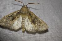 Polyploca ridens