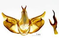 Polyploca ridens