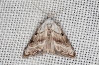 Nola subchlamydula