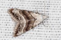 Nola subchlamydula