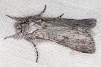 Dicranura ulmi