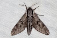 Hyloicus pinastri