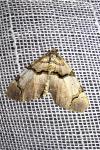 Anticlea derivata