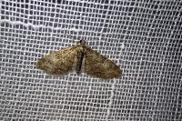 Eupithecia abbreviata
