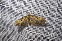 Eupithecia tantillaria