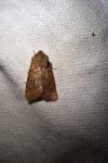 Orthosia cerasi