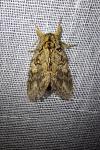 Peridea anceps